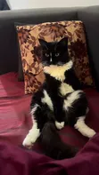1+ Year Male Purebred Turkish Angora Cat - 2