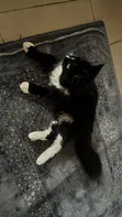 1+ Year Male Purebred Turkish Angora Cat - 3