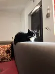 1+ Year Male Purebred Turkish Angora Cat - 4