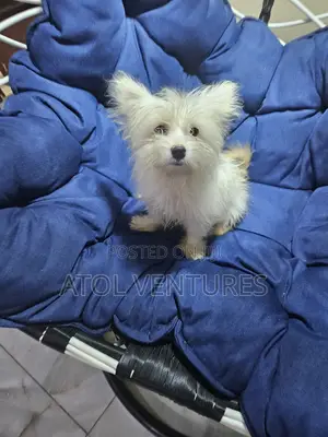 Kare Mai Gauraye na Lhasa Apso Jinsi Mai Kyau
