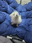 Kare Mai Gauraye na Lhasa Apso Jinsi Mai Kyau - 2