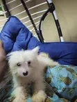 Kare Mai Gauraye na Lhasa Apso Jinsi Mai Kyau - 3