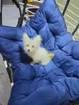 Kare Mai Gauraye na Lhasa Apso Jinsi Mai Kyau - 4