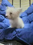 Kare Mai Gauraye na Lhasa Apso Jinsi Mai Kyau - 5