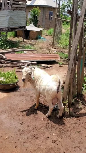Awodi Savannah - Wata 12 Da Haihuwa