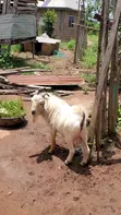 Awodi Savannah - Wata 12 Da Haihuwa - 1
