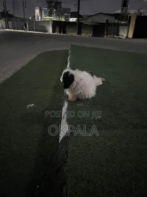 Purebred Lhasa Apso Namiji, Shekaru 2+