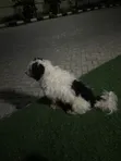 Purebred Lhasa Apso Male, 2+ Years Old - 2