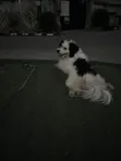 Purebred Lhasa Apso Male, 2+ Years Old - 4