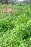 83 Hectares of Land for Sale at Imeko Afon, Ogun State - 2