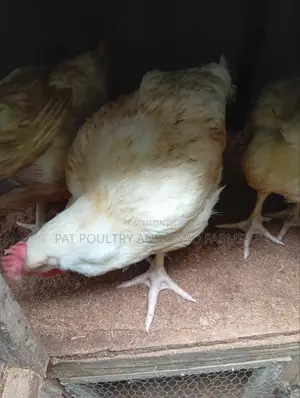 Fresh Broiler Chickens for Sale