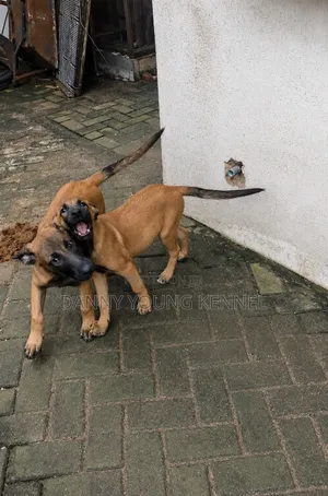 1-3 Month Male Purebred Belgian Malinois Puppy