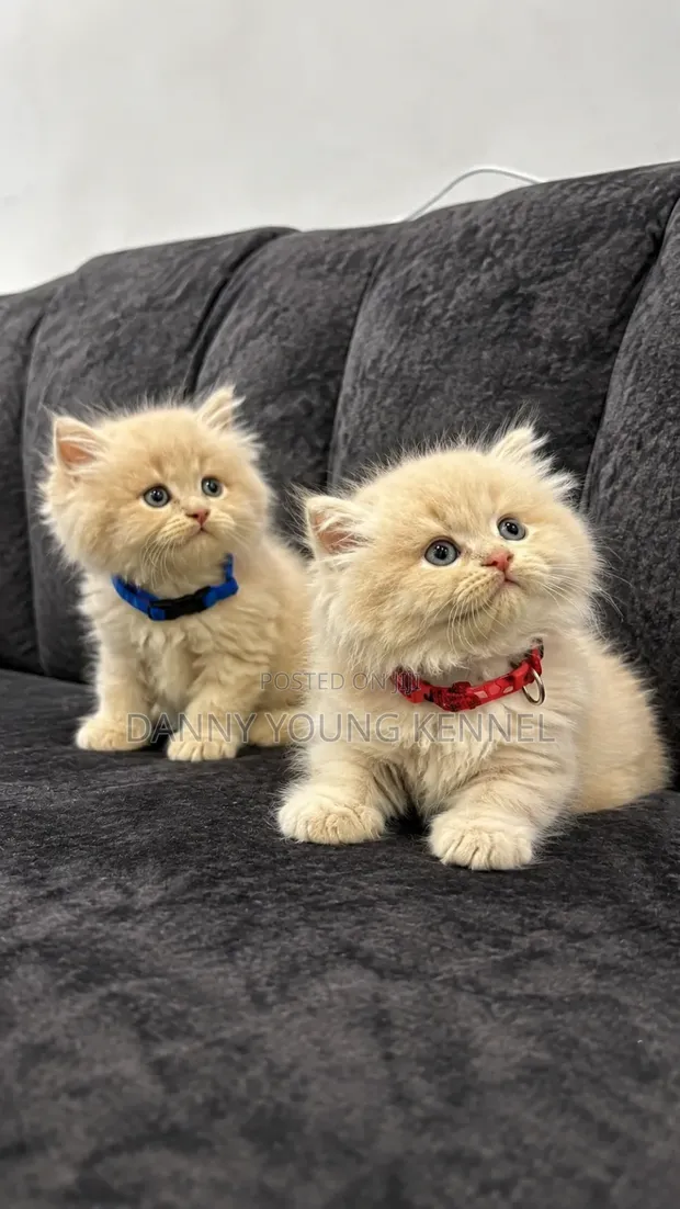 Purebred Persian Kitten - 1-3 Months Old - 1