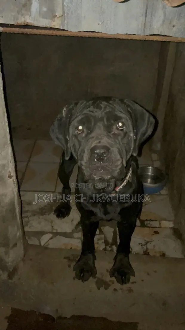 Female Cane Corso, 1+ Year Old - 1