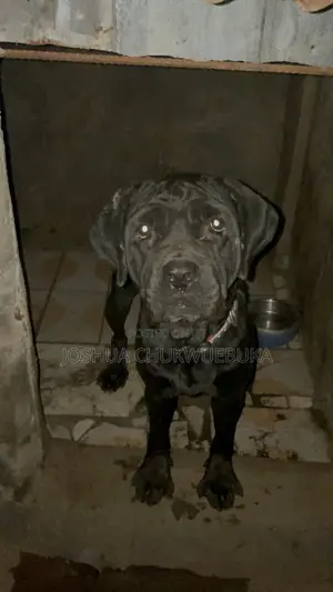 Female Cane Corso, 1+ Year Old