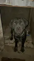 Macefiyar Cane Corso, Sama da Shekara 1 - 1