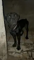Macefiyar Cane Corso, Sama da Shekara 1 - 2