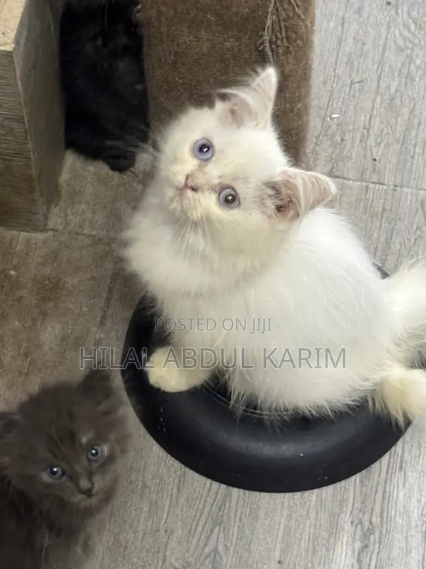 Kare Mai Tsarki na Persian - Wata 1-3 Namiji - 1