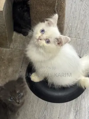 Kare Mai Tsarki na Persian - Wata 1-3 Namiji