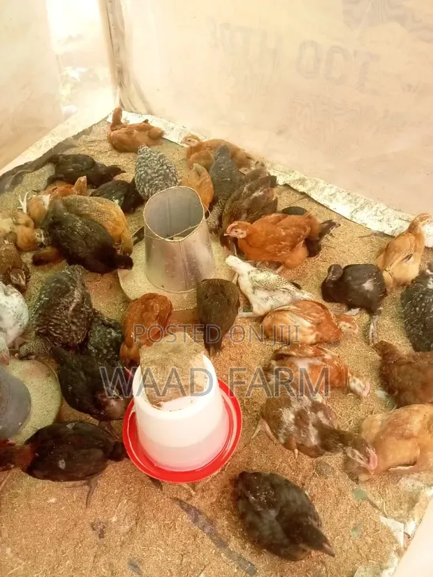 Noiler Birds (5-20 Weeks Old) - 1