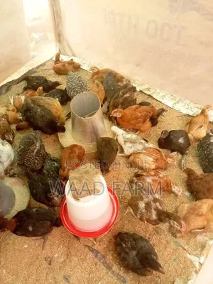 Noiler Birds (5-20 Weeks Old)