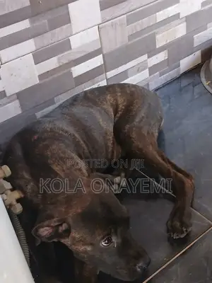 Purebred Boerboel Puppy - 4 Months Old Female