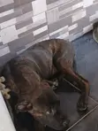 Purebred Boerboel Puppy - 4 Months Old Female - 1