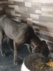 Purebred Boerboel Puppy - 4 Months Old Female - 2
