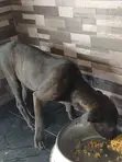 Purebred Boerboel Puppy - 4 Months Old Female - 3