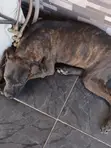 Purebred Boerboel Puppy - 4 Months Old Female - 4