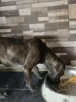 Purebred Boerboel Puppy - 4 Months Old Female - 5