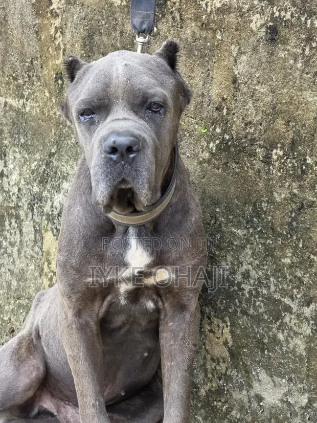 Purebred Cane Corso Male, 1+ Year Old - 1