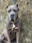 Purebred Cane Corso Male, 1+ Year Old - 1