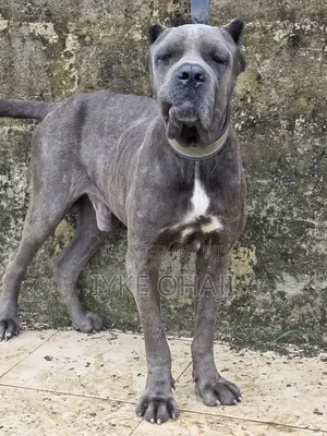 Purebred Cane Corso Male, 1+ Year Old