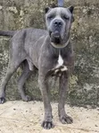 Purebred Cane Corso Male, 1+ Year Old - 2