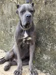 Purebred Cane Corso Male, 1+ Year Old - 3