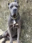 Purebred Cane Corso Male, 1+ Year Old - 4