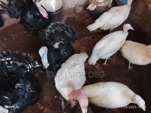 Mature Male and Laying Female Turkeys Available