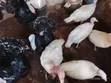 Mature Male and Laying Female Turkeys Available - 1