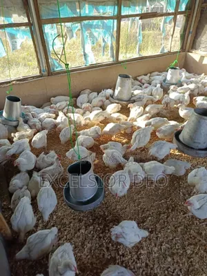 Mature Male and Laying Female Turkeys Available