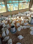 Mature Male and Laying Female Turkeys Available - 2
