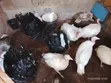 Mature Male and Laying Female Turkeys Available - 3