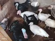 Mature Male and Laying Female Turkeys Available - 4