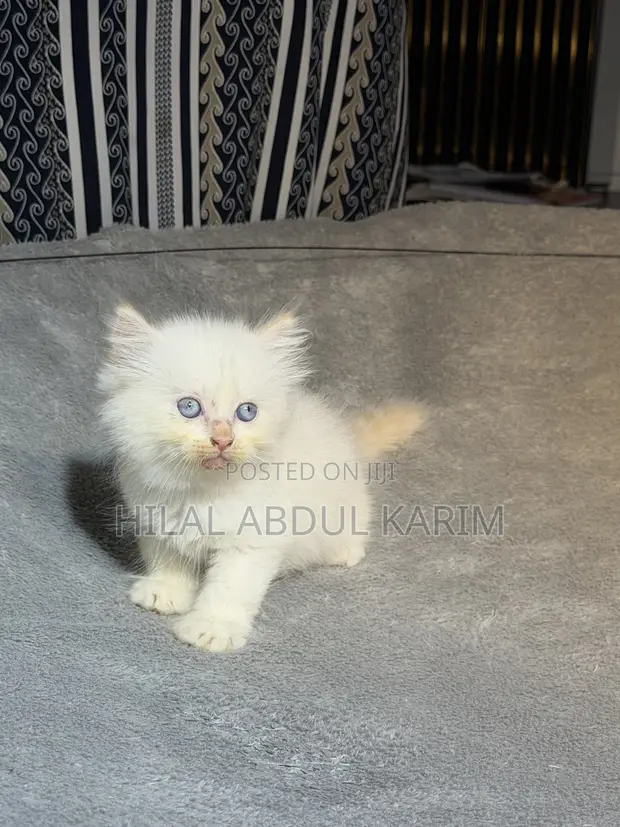 Kare-karen Persian Mai Tsarki - Watan 1-3 - 1