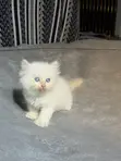 Kare-karen Persian Mai Tsarki - Watan 1-3 - 1