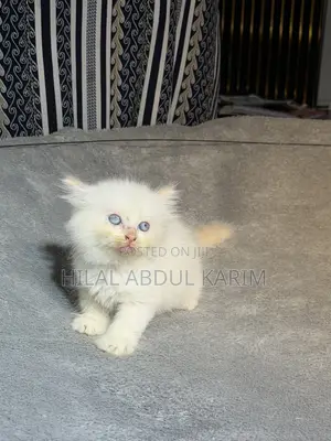 Kare-karen Persian Mai Tsarki - Watan 1-3