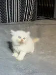 Kare-karen Persian Mai Tsarki - Watan 1-3 - 2