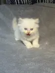 Kare-karen Persian Mai Tsarki - Watan 1-3 - 3