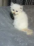 Kare-karen Persian Mai Tsarki - Watan 1-3 - 4