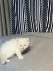 Kare-karen Persian Mai Tsarki - Watan 1-3 - 5